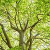 Onderhoud bomen gemeente Opmeer
